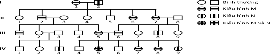 Phả hệ sau mô tả một gia đình có người biểu hiện kiểu hình M, N hoặc cả hai kiểu hình qua 4 thế hệ. Biết hai kiểu hình M và N thuộc hai tính trạng khác nhau và do hai gene  (ảnh 1)
