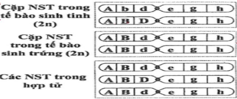 Hình dưới thể hiện các NST thuộc cùng một cặp NST tương đồng của một loài động vật ở tế bào sinh tinh, tế bào sinh trứng đều có bộ NST 2n bình thường và hợp tử được tạo thành từ hai loại giao tử của các tế bào này.  (ảnh 1)