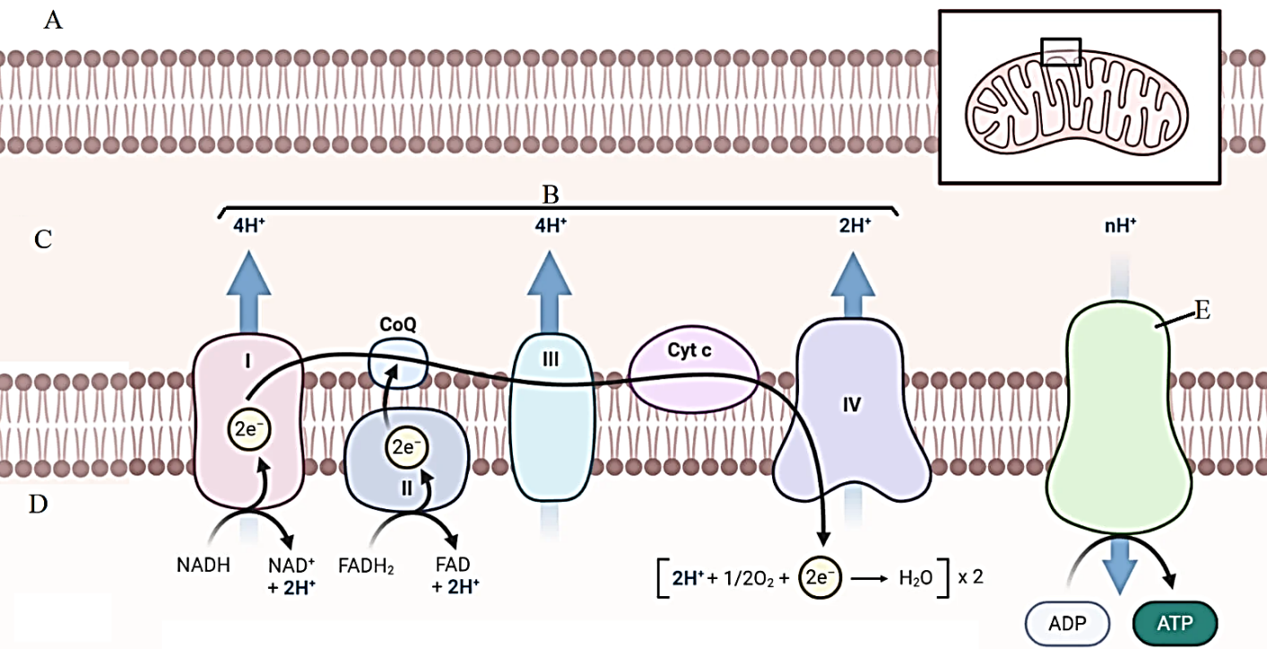 Quá trình phân giải hiểu khí phân tử glucose được chia thành ba giai đoạn: đường phân, chu trình Krebs và chuỗi chuyển electron. Hình 7.2 mô tả chuỗi chuyền electron và tổng hợp ATP theo cơ chế hóa thẩm. (ảnh 1)