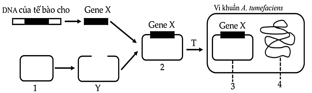 Để tạo giống lúa vàng (golden rice) giàu Beta-caroten góp phần cải thiện tình trạng thiếu vitamin A ở trẻ em, người ta cần chuyển gene X từ một loài thực vật vào cây lúa.  (ảnh 1)