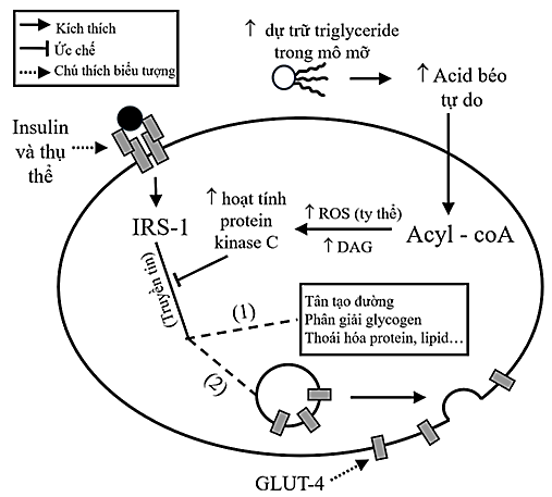 C&aacute;c nghi&ecirc;n cứu gần đ&acirc;y đ&atilde; chỉ ra t&igrave;nh trạng tăng lượng acid b&eacute;o tự do trong m&aacute;u l&agrave; một trong những nguy&ecirc;n nh&acirc;n ban đầu dẫn đến nguy cơ mắc đ&aacute;i th&aacute;o đường type 2 ở những người bị b&eacute;o ph&igrave; l&acirc;u d&agrave;i. (ảnh 1)