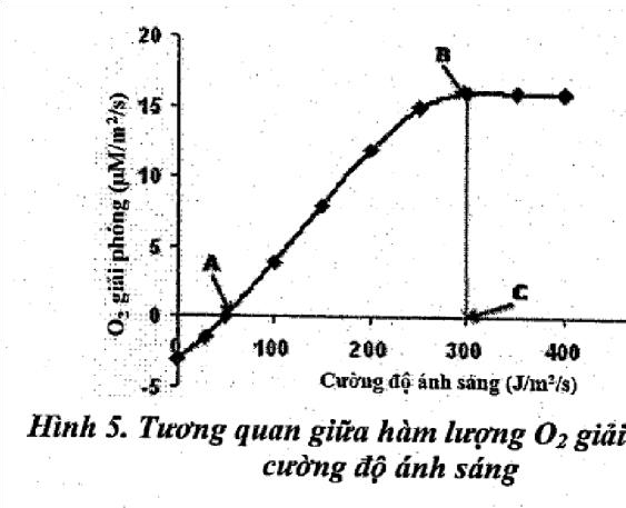 2. Đồ thị h&igrave;nh 5 thể hiện mối tương quan giữa h&agrave;m lượng O2 giải ph&oacute;ng v&agrave; cường độ &aacute;nh s&aacute;ng.     Dựa v&agrave;o đồ thị, h&atilde;y cho biết:&nbsp;  a. C&aacute;c điểm A, B, C l&agrave; g&igrave;? (ảnh 1)