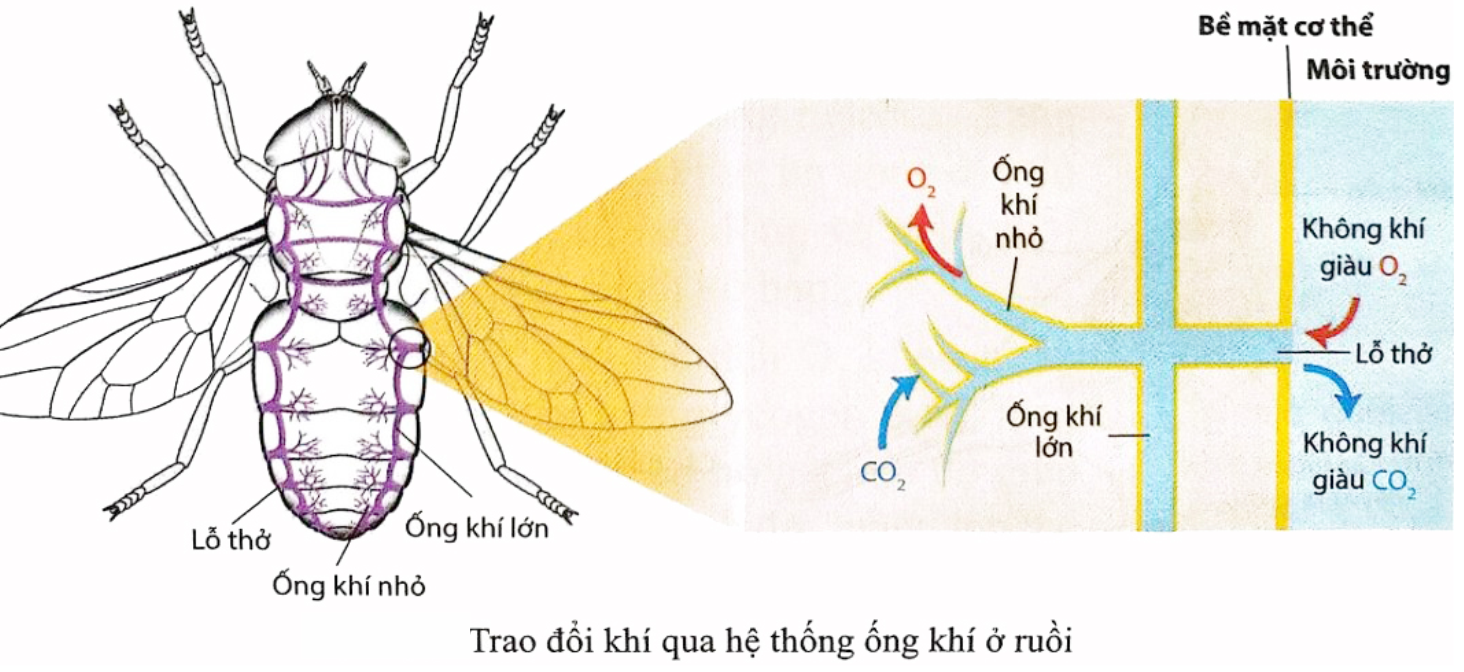 Khi nghiên một số loài côn trùng, một nhóm học sinh mô tả cứu quá trình hô hấp như  hình minh họa dưới đây. Mỗi nhận định sau đây của nhóm học sinh này đúng hay sai? (ảnh 1)