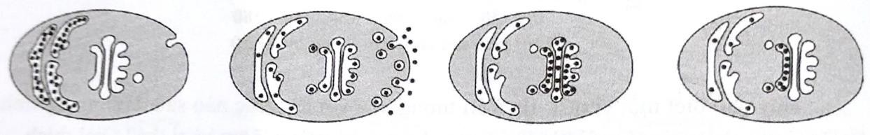 Một nhà khoa học đã tiến hành dung hợp gene để tạo ra một loại protein lai kết hợp giữa protein huỳnh quang xanh (GFP) với một protein được tiết ra từ các tế bào nấm men. (ảnh 1)