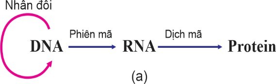 PHẦN III. Câu trắc nghiệm yêu cầu trả lời ngắn. Thí sinh trả lời từ câu 1 đến câu 6. Quan sát hình (a) và cho biết có bao nhiêu cơ chế di truyền chính xảy ra ở tế bào nhân thực? (ảnh 1)