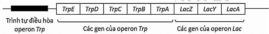 Để nghiên cứu về sự điều hòa theo mô hình operon ở tế bào vi khuẩn E. Coli, các nhà khoa học đã thiết kế một “operon lai”, trong đó chứa trình tự các gen của operon tryptophan (Trp) (ảnh 1)