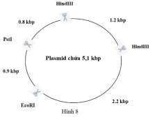 Sự khám phá các enzyme cắt giới hạn đóng vai trò tiên quyết trong kĩ thuật di truyền bởi chúng được ví như những chiếc kéo kì diệu có thể cắt DNA tại các vị trí nhất định (vị trí dưới hạn). (ảnh 1)