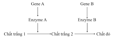 Ở một loài thực vật, màu sắc hoa là do sự tác động của hai cặp gene (A, a và B, b) phân li độc lập.  (ảnh 1)