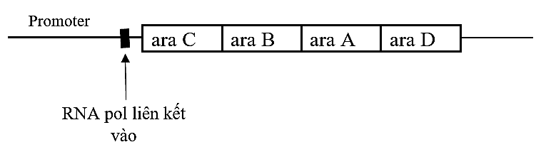 Khi không có glucose, vi khuẩn E.coli có thể sử dụng arabinose (một loại đường pentose) để làm nguồn năng lượng thay thế. Hình 7 mô tả operon arabinose bao gồm bốn gene araA, araB, araC và araD, (ảnh 1)