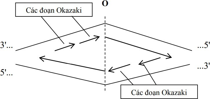 Một đơn vị sao chép trên DNA như Hình 1 (O là điểm khởi đầu sao chép; I, II, III, IV chỉ các đoạn mạch đơn của DNA). (ảnh 2)