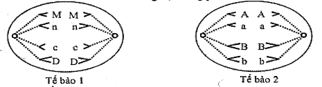 Hình vẽ bên mô tả hai tế bào ở hai cơ thể lưỡng bội đang phân bào. Biết rằng không xảy ra đột biến ; các chữ cái A, a, B, b, c, D, M, n kí hiệu cho các NST         (ảnh 1)