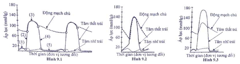 Hình 9.1 biểu thị sự thay đổi áp lực trong tâm nhĩ trải , tâm thất trái và động mạch chủ của chu kì hoạt động tim ở một người trưởng thành bình thường lúc nghỉ ngơi . Dấu “ o ” trên Hình 9.1 phân chia các pha  từ (1) đến (5) của một chu kì hoạt động tim . (ảnh 1)