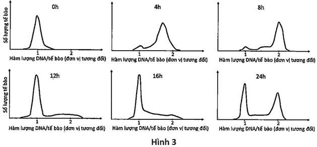 Người ta tiến hành thí nghiệm trên một loại tế bào khối u được nuôi cấy trong môi trường dinh dưỡng phù hợp. Bổ sung một chất X vào môi trường nuôi cấy. Sau một thời gian, môi trường nuôi cấy được thay bằng môi trường mới không có chất X. (ảnh 1)