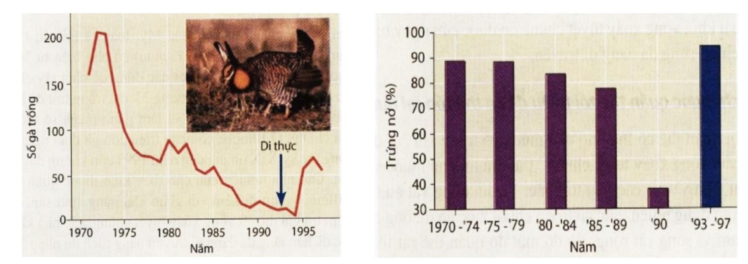 Trong thế kỷ XIX, ở Illinois có hàng triệu con gà thảo nguyên nhưng đến năm 1993 còn không đầy 50 con. Các nhà nghiên cứu đã phát hiện ra kích thước quần thể gà ở Illinois giảm đi kèm với giảm khả năng sinh sản bằng cách xác định tỉ lệ trứng nở. (ảnh 1)