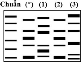Một nhà khoa học phân lập một loại virus (*) từ mẫu mô và không chắc chắn về bản chất của nó . Dựa trên đặc tính sinh học, ông nghi ngờ đó có thể là virus thủy đậu (1), virus sởi (2) hoặc virus cúm A (3). (ảnh 1)