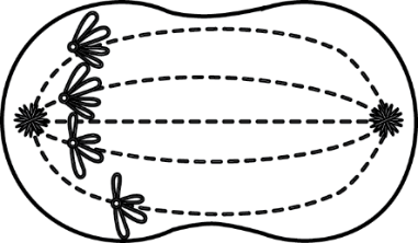 Hình ảnh dưới đây thể hiện hợp tử của một loài thực vật đang ở kì sau của quá trình nguyên phân. Giả sử xảy ra hiện tượng không phân li của tất cả các NST (ảnh 1)