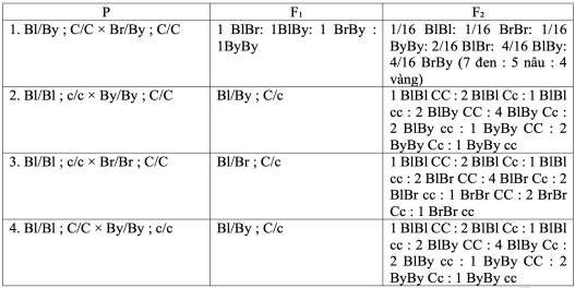 Hầu hết bọ bột có màu đen, nhưng một số biến thể màu đã được biết đến. Phép lai của bố mẹ khác nhau tạo ra kết quả trong Bảng 3 ở thế hệ F1, giao phối ngẫu nhiên giữa các cá thể F1 từ mỗi phép lai sẽ thu được tỉ lệ các kiểu hình ở thế hệ F2. (ảnh 1)