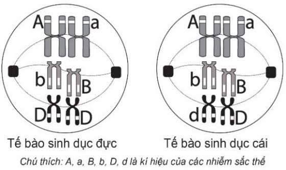 Theo lí thuyết, hai gene A và D di truyền theo quy luật nào sau đây? A.	Quy luật liên kết gene. B.	Quy luật phân li độc lập. C.	Quy luật hoán vị gene. D.	Quy luật tương tác cộng gộp. (ảnh 1)