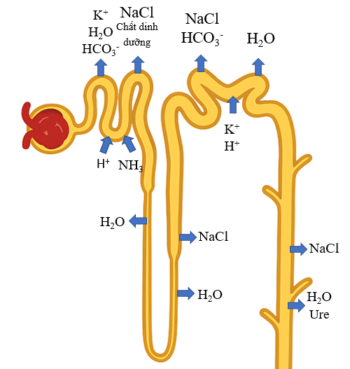 Hai bệnh nhân A và B đều có nồng độ cortisol trong máu thấp hơn người bình thường. Khi đo nồng độ ACTH ở bệnh nhân A thấy cao hơn người bình thường, còn ở bệnh nhân B thì thấp hơn người bình thường. (ảnh 1)