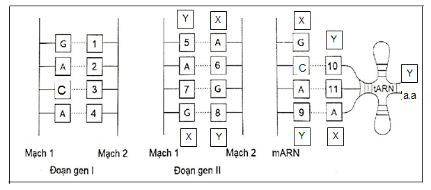 1. Gen là gì? Dựa trên cơ sở nào để phân loại gen cấu trúc và gen điều hòa?  2.Hình vẽ dưới đây mô tả hai đoạn gen (I, II) và phân tử tRNA đang thực hiện dịch mã trên phân tử mRNA:   (ảnh 1)