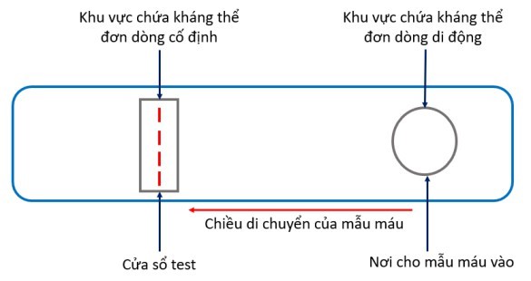 Xét nghiệm chẩn đoán nhanh (RDT-rapid diagnostic testing) phù hợp cho việc sàng lọc y tế sơ bộ hoặc khẩn cấp và sử dụng trong các cơ sở y tế với thời gian nhanh (khoảng 20 phút). Trong một que thử RDT có 2 loại kháng thể đơn dòng khác nhau: (ảnh 1)