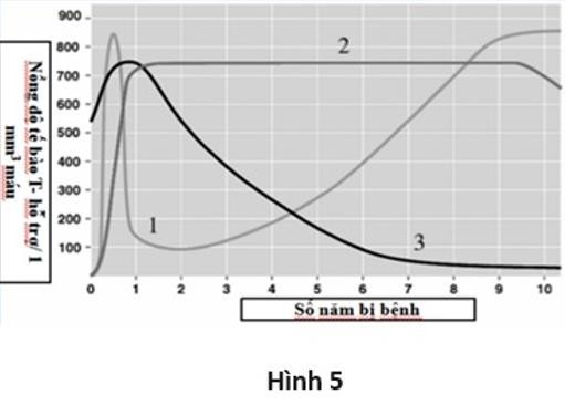 5.2. a. Thiết kế thí nghiệm kiểm chứng cách HIV xâm nhập vào tế bào lympho T người với 2 giả thuyết sau: - Giả thuyết 1: Sau khi hấp phụ, HIV vào tế bào chủ bằng thực bào toàn bộ virus (ảnh 1)