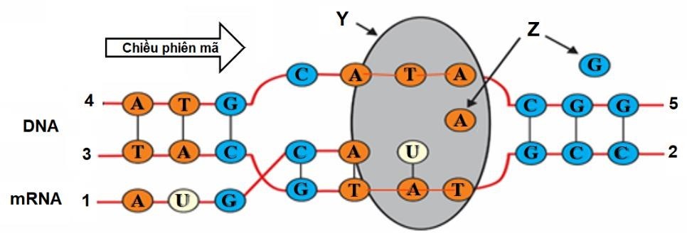Hình sau mô tả quá trình phiên mã ở vi khuẩn, hãy cho biết nhận định nào sai? A. Các chú thích: 1- đầu 5’; 2- đầu 5’; 3- đầu 3’; 4- đầu 5’; 5-đầu 3’ (ảnh 1)