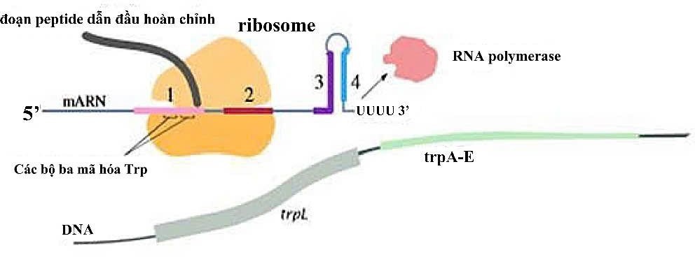 Một số vi khuẩn có cơ chế bổ sung để điều hòa tổng hợp các enzyme tham gia vào quá trình sinh tổng hợp trytophan (Trp). Ở phía trước của các gene cấu trúc (trpA-E) trong operon trytophan (Trp) có một đoạn trình tự dẫn đầu (trpL), (ảnh 2)