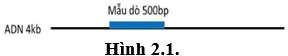Một đoạn DNA mạch đơn có kích thước 4 kb được lai với một mẫu dò DNA có đánh dấu phóng xạ với kích thước 500bp tạo thành DNA lai như mô tả ở hình Hình 2.1. (ảnh 1)