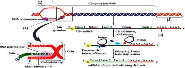 Hình 2 dưới đây mô tả toàn bộ quá trình dịch mã ở tế bào nhân thực với các vị trí (1), (2), (3), (4) chưa được chú thích. (ảnh 1)