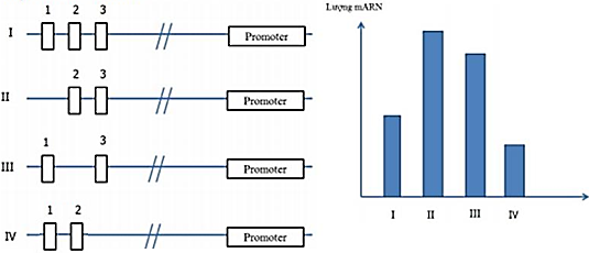 Để nghiên cứu chức năng của vùng điều hòa, người ta thiết kế các vùng điều hòa thay đổi (từ 1 đến IV), sau đó cài vào promoter của gene chỉ thị (ảnh 1)