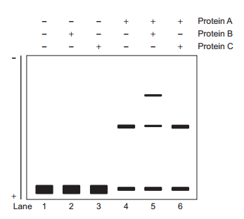 Nấm đơn bội Neurospora crassa lần đầu tiên được phát hiện ở các tiệm bánh Pháp như một tác nhân phổ biến làm hỏng thực phẩm, sau đó chúng nhanh chóng được các nhà nghiên cứu sử dụng rộng rãi như một mô hình đặc biệt để nghiên cứu di truyền. (ảnh 1)
