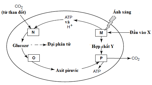 Một trong những nguy&ecirc;n nh&acirc;n dẫn tới biến đổi kh&iacute; hậu l&agrave; sự gia tăng nồng độ CO2 trong kh&ocirc;ng kh&iacute;. Việc sử dụng than đ&aacute; l&agrave; nhi&ecirc;n liệu l&agrave;m cho h&agrave;m lượng kh&iacute; CO2 tăng. (ảnh 1)