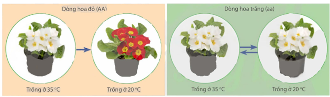 Ở hoa anh thảo (Primula sinensis), alen A quy định hoa đỏ trội hoàn toàn so với alen a quy định hoa trắng. Các nhà khoa học đã tiến hành thí nghiệm: (ảnh 1)