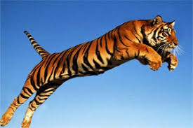 A tiger jumping in the air
AI-generated content may be incorrect.