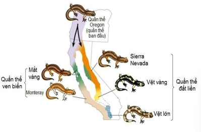 A diagram of lizards on a map

AI-generated content may be incorrect.