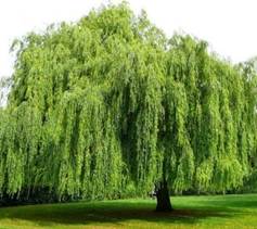 A large tree with many branches

AI-generated content may be incorrect.