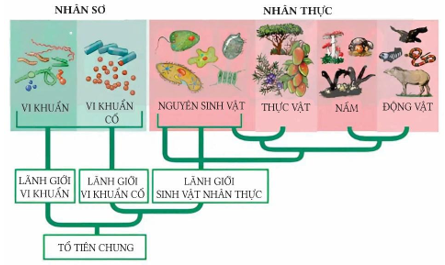 A diagram of different types of plants

AI-generated content may be incorrect.