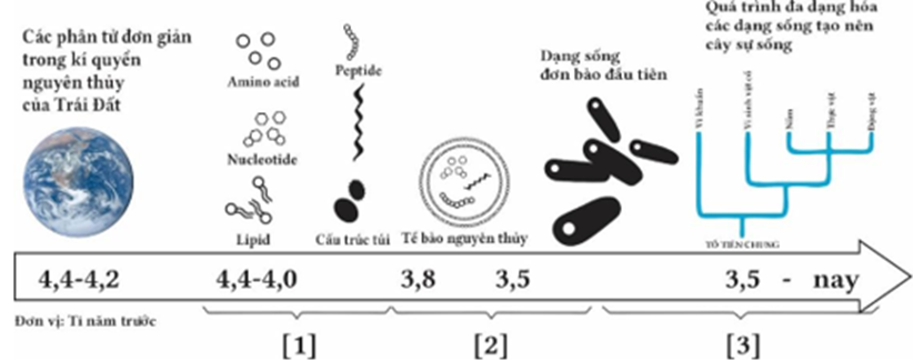 Hình dưới đây mô tả giai đoạn nào của quá trình phát sinh sự sống trên trái đất? (ảnh 1)