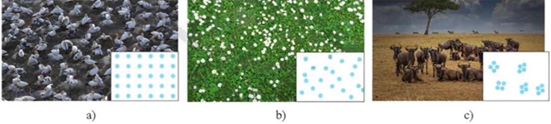 Hình dưới đây mô tả các kiểu phân bố các cá thể trong quần thể. Có bao nhiêu phát biểu nào sau đây đúng? (ảnh 1)