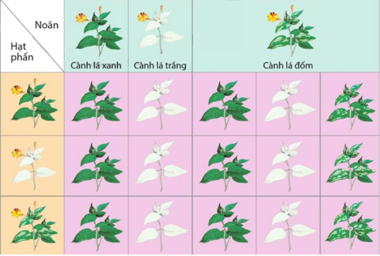 Hình bên mô tả sơ đồ lai trên cây hoa phấn của Correns. Theo lý thuyết, hãy cho biết nhận định nào sau đây đúng hay sai ? (ảnh 1)