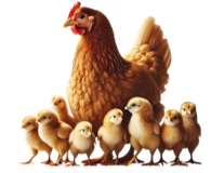 a) Đàn gà trong hình bên có bao nhiêu con? 	 (ảnh 1)