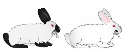 Giống thỏ Himalaya có bộ lông trắng muốt trên toàn thân, ngoại trừ các đầu mút của cơ thể như tai, bàn chân, đuôi và mõm có lông đen (ảnh 1)