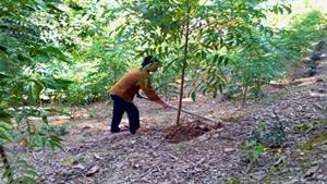 A person digging a tree
AI-generated content may be incorrect.