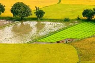 A group of cows in a field
AI-generated content may be incorrect.