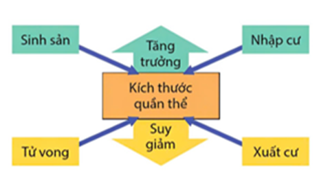Hình bên mô tả các yếu tố ảnh hưởng đến kích thước của quần thể, có bao nhiêu phát biểu sau đây đúng? (ảnh 1)