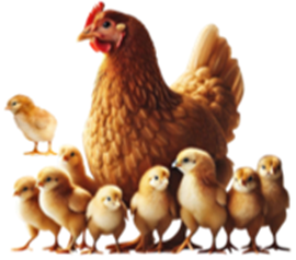 a) Đàn gà trong hình bên có bao nhiêu con? (ảnh 1)