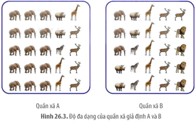 Hình bên mô tả độ đa dạng của quần xã giả định A và B (ảnh 1)