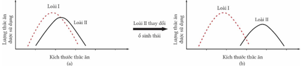Cho hình minh họa về ổ sinh thái hai loài (I, II). Có bao nhiêu nhận định sau đây đúng? (ảnh 1)