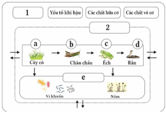 Hình bên mô tả các mối quan hệ giữa các thành phần cấu trúc của hệ sinh thái. Có bao nhiêu phát biểu đúng? (ảnh 1)